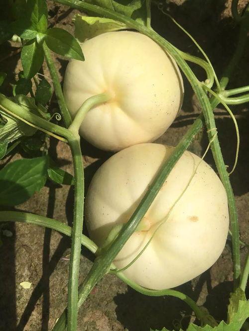 大金瓜吃瓜,揭秘瓜界新宠儿的魅力与奥秘