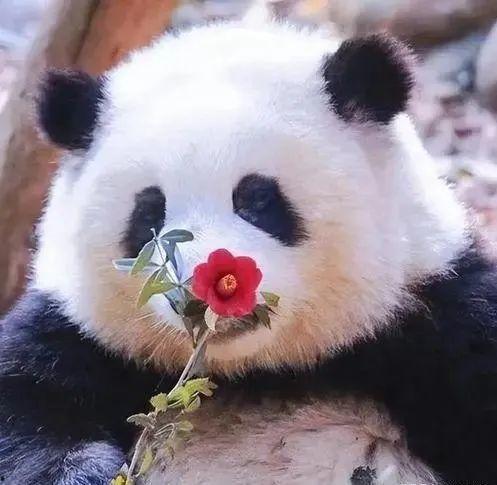 花花熊猫吃瓜群众,吃瓜群众的趣味生活