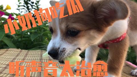 狗吃瓜的照片,萌态十足引网友热议