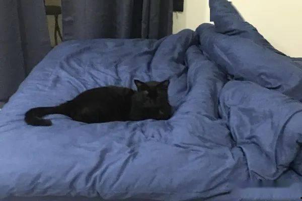 黑猫吃女性的瓜,揭秘女性瓜的秘密